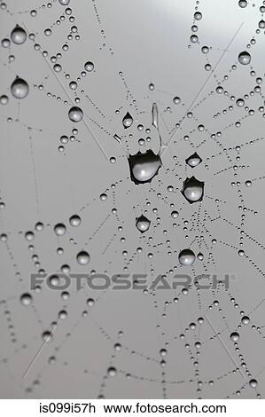 Dew drops on spider's web View Large Photo Image Stock Image - Dew drops on spider's web. Fotosearch