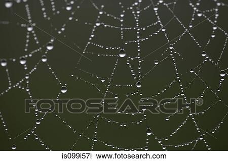 Dew drops on spider's web View Large Photo Image Stock Image - Dew drops on spider's web. Fotosearch