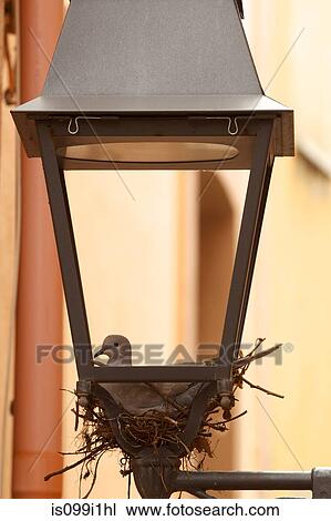 Stock Image - Dove in nest in street lamp. Fotosearch