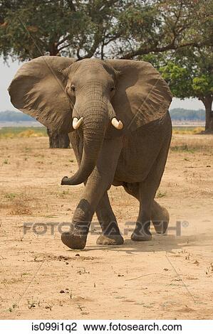 Elephant at Mana Pools, Zimbabwe View Large Photo Image Stock Image - Elephant at Mana Pools, Zimbabwe. Fotosearch