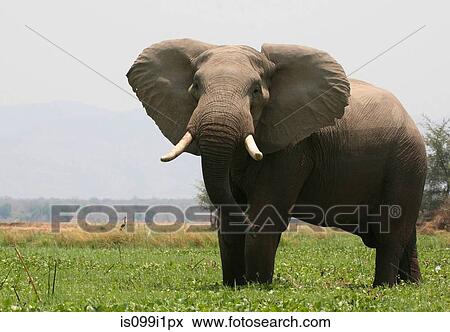 Stock Photo - Elephant, Mana Pools, Zimbabwe. Fotosearch