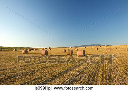 Field of hay bales, Sardinia View Large Photo Image Stock Image - Field of hay bales, Sardinia. Fotosearch