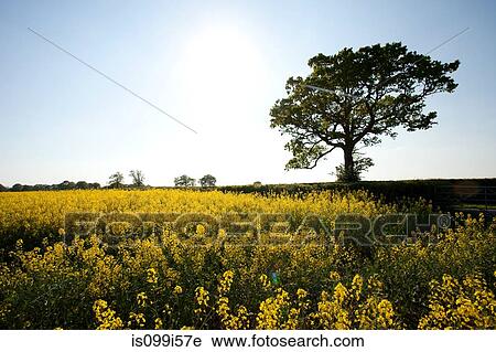 Field of yellow flowers in Crockham Hill, Kent, UK View Large Photo Image Stock Image - Field of yellow flowers in Crockham Hill, Kent, UK. Fotosearch