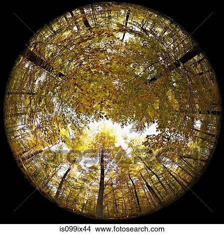 Fisheye perspective of trees in forest View Large Photo Image Picture - Fisheye perspective of trees in forest. Fotosearch