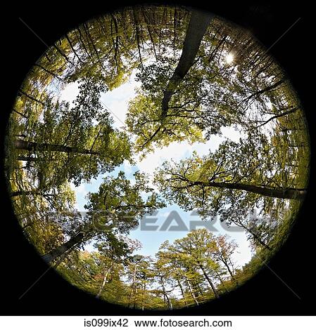 Fisheye perspective of trees in forest View Large Photo Image Stock Image - Fisheye perspective of trees in forest. Fotosearch