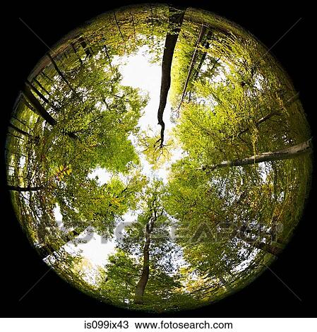 Fisheye perspective of trees in forest View Large Photo Image Stock Image - Fisheye perspective of trees in forest. Fotosearch