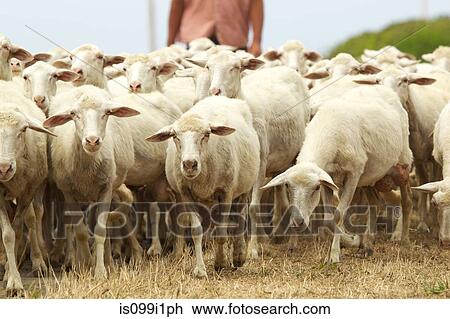 Flock of sheep in Sardinia View Large Photo Image Stock Image - Flock of sheep in Sardinia. Fotosearch