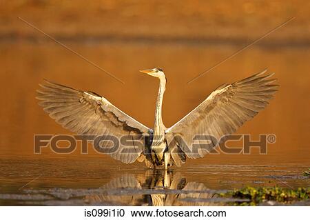 Grey heron landing at lakeside View Large Photo Image Stock Image - Grey heron landing at lakeside. Fotosearch