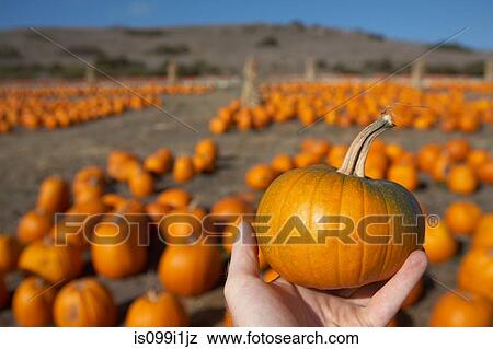 Hand holding pumpkin from crop View Large Photo Image Stock Photo - Hand holding pumpkin from crop. Fotosearch