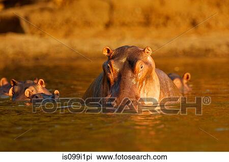 Stock Image - Hippopotamus, Mana Pools, Zimbabwe. Fotosearch