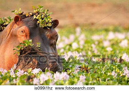 Hippopotamus wallowing amongst flowers in lake View Large Photo Image Stock Photo - Hippopotamus wallowing amongst flowers in lake. Fotosearch