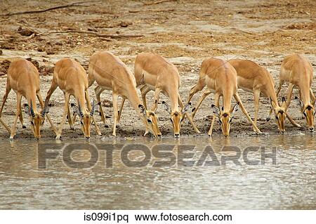 Imapala drinking, Mana Pools, Zimbabwe View Large Photo Image Stock Photography - Imapala drinking, Mana Pools, Zimbabwe. Fotosearch