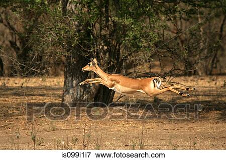 Impala running through forest View Large Photo Image Stock Photo - Impala running through forest. Fotosearch