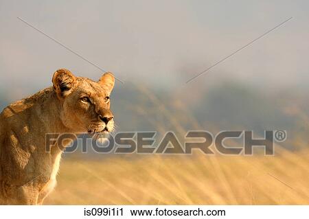 Lioness on savannah View Large Photo Image Stock Image - Lioness on savannah. Fotosearch