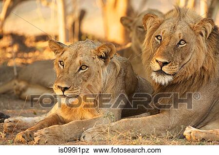 Lions, Mana Pools, Zimbabwe View Large Photo Image Stock Photo - Lions, Mana Pools, Zimbabwe. Fotosearch