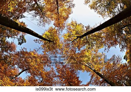 Low angle view of beech forest with autumn leaves View Large Photo Image Stock Photograph - Low angle view of beech forest with autumn leaves. Fotosearch