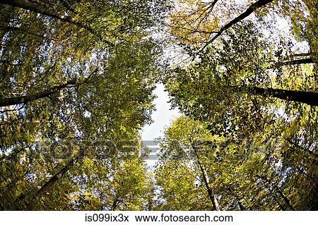 Low angle view of beech trees in forest View Large Photo Image Stock Photo - Low angle view of beech trees in forest. Fotosearch