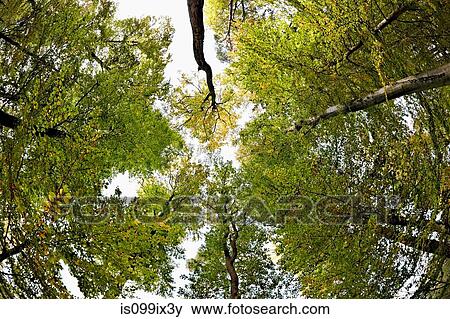 Stock Photo - Low angle view of beech trees in forest. Fotosearch