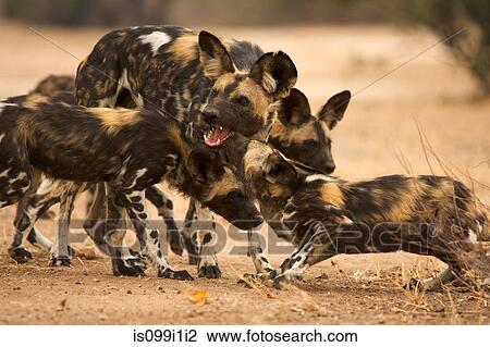 Pack of African wild dogs View Large Photo Image Stock Image - Pack of African wild dogs. Fotosearch