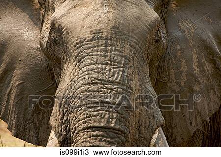 Stock Image - Portrait of African elephant. Fotosearch