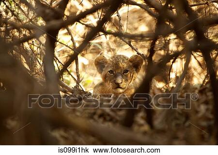 Portrait of lion cub amongst tree branches View Large Photo Image Stock Image - Portrait of lion cub amongst tree branches. Fotosearch