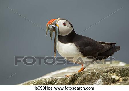 Puffin with fish, Farne Islands, Northumberland, UK View Large Photo Image Stock Photograph - Puffin with fish, Farne Islands, Northumberland, UK. Fotosearch