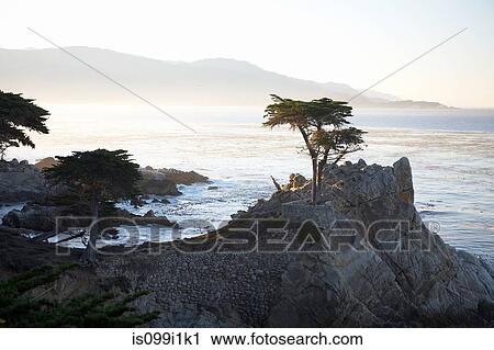 Stock Image - Scenic of tree on cliff at dawn. Fotosearch