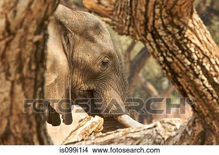 Side view of African elephant View Large Photo Image Picture - Side view of African elephant. Fotosearch