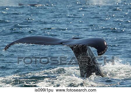 Tail of humpback whale, Cape Cod, Massachusetts, USA View Large Photo Image Stock Photograph - Tail of humpback whale, Cape Cod, Massachusetts, USA. Fotosearch