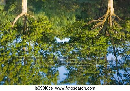 Trees reflected in water surface of pond View Large Photo Image Stock Photograph - Trees reflected in water surface of pond. Fotosearch