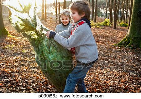 Two boys holding Christmas tree in forest View Large Photo Image Stock Photo - Two boys holding Christmas tree in forest. Fotosearch