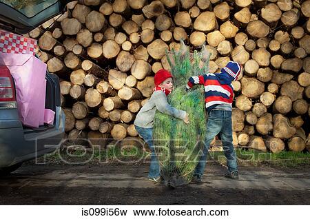 Stock Photo - Two boys lifting Christmas tree to car. Fotosearch