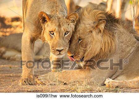 Stock Photo - Two male lions in Zimbabwe. Fotosearch
