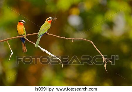 Stock Photo - Two white-fronted bee-eaters, Mana Pools, Zimbabwe. Fotosearch