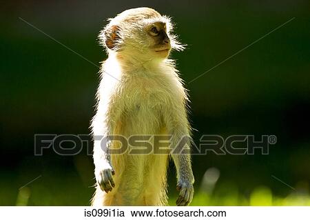 Stock Image - Vervet monkey standing and looking away. Fotosearch