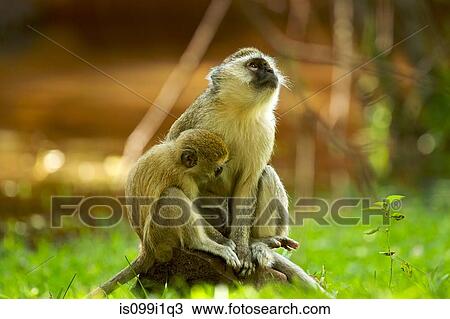 Stock Image - Vervet monkeys, Zambia. Fotosearch