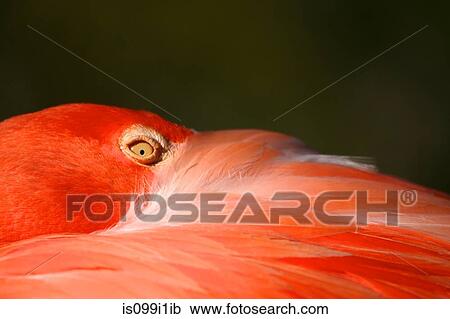 West indian Flamingo, close up View Large Photo Image Stock Image - West indian Flamingo, close up. Fotosearch