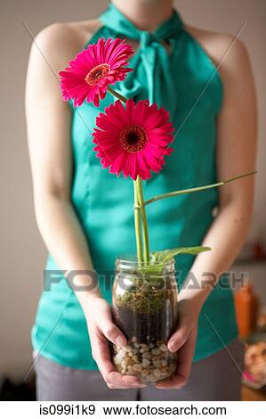 Woman holding vibrant red flower in jar View Large Photo Image Stock Photo - Woman holding vibrant red flower in jar. Fotosearch