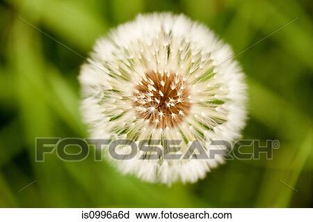 Dandelion clock, close up View Large Photo Image Stock Image - Dandelion clock, close up. Fotosearch