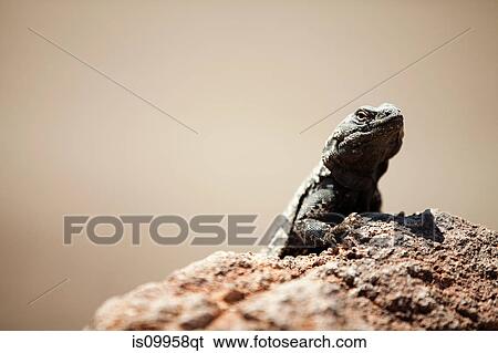 Desert Iguana, Death Valley, Nevada, USA View Large Photo Image Stock Photograph - Desert Iguana, Death Valley, Nevada, USA. Fotosearch