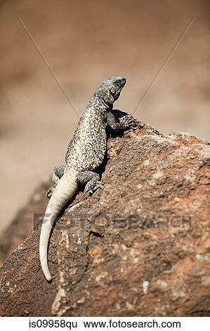 Desert Iguana, Death Valley, Nevada, USA View Large Photo Image Stock Photograph - Desert Iguana, Death Valley, Nevada, USA. Fotosearch