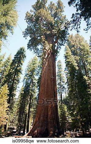 Stock Photo - Giant sequoia trees, Sequoia National Park, California, USA. Fotosearch