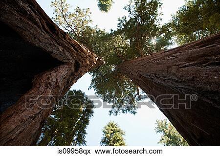 Stock Photo - Giant sequoia trees, Sequoia National Park, California, USA. Fotosearch