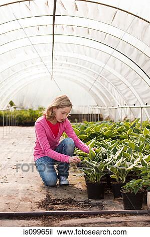 Girl kneeling by plants in polytunnel View Large Photo Image Stock Image - Girl kneeling by plants in polytunnel. Fotosearch