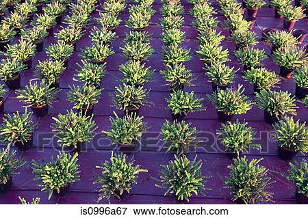 Heather plants growing in rows View Large Photo Image Stock Photo - Heather plants growing in rows. Fotosearch