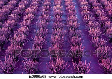 Stock Photo - Heather plants growing in rows. Fotosearch