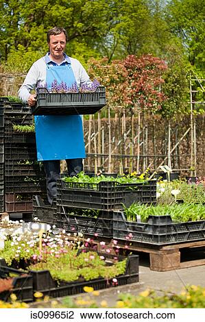 Man carrying crate of flowers View Large Photo Image Stock Image - Man carrying crate of flowers. Fotosearch