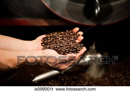 Stock Photograph - Man holding coffee beans. Fotosearch