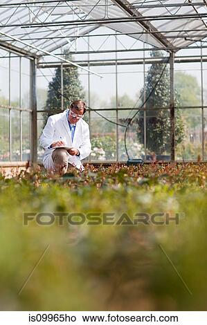 Man inspecting plants in nursery View Large Photo Image Picture - Man inspecting plants in nursery. Fotosearch