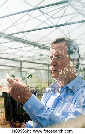 Man inspecting plants in nursery View Large Photo Image Stock Photograph - Man inspecting plants in nursery. Fotosearch